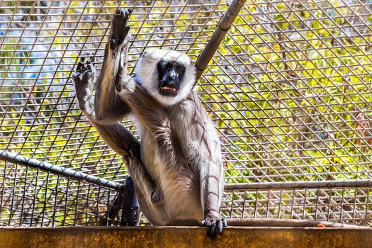 Gray langurs or Hanuman langurs monkey in zoo cell