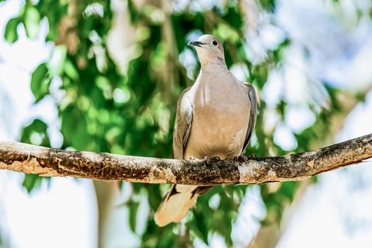 White-winged Dove or pigeon siting on wooden perch in zoo