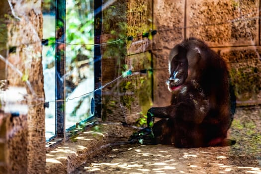 Monkey dril  sitting in zoo cell