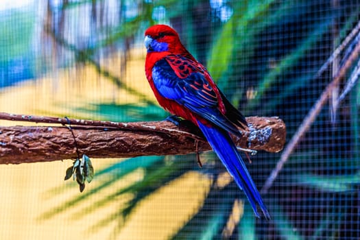 Blue and red parrot siting on wooden perch in zoo