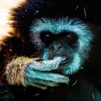 Closeup of monkey portrait in zoo