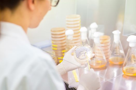 Female scientist researching in laboratory, pipetting cell culture samples on LB agar medium in laminar flow. Life science professional grafting bacteria in the petri dishes. 