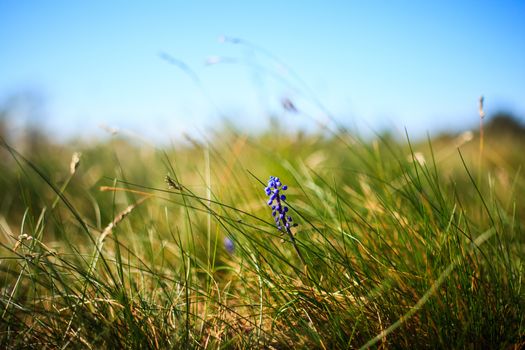 Flower Muscari neglectum, perennial bulbous plant, one of a number of species and genera known as Grape Hyacinth and in particular Common Grape Hyacinth