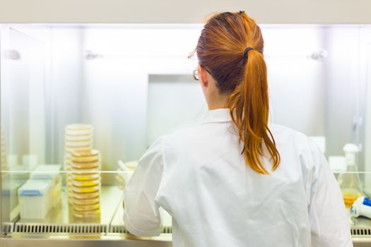 Female scientist researching in laboratory, pipetting cell culture medium samples in laminar flow. Life science professional grafting bacteria in the pettri dishes. 