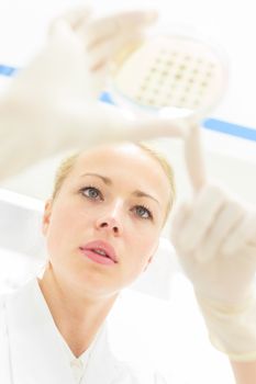 Female life science professional observing cell culture samples on LB agar medium in petri dish.  Scientist grafting bacteria in microbiological analytical laboratory .  Focus on scientist's eye.