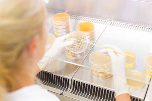 Female scientist researching in laboratory, pipetting cell culture samples on LB agar medium in laminar flow. Life science professional grafting bacteria in the petri dishes. 