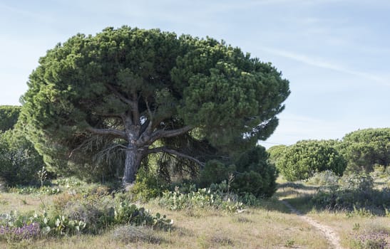 big green old pine tree in portugal algarve area near albufeira