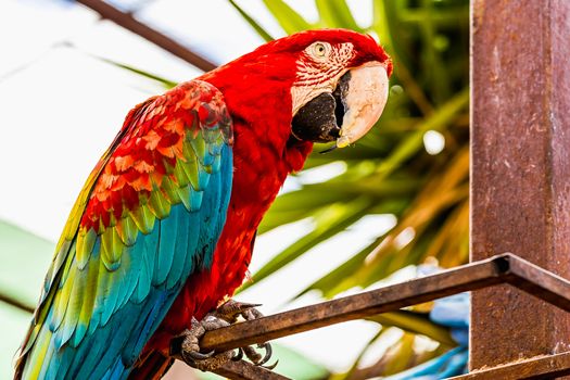 Red Macaw or Ara cockatoos parrot siting on metal perch in zoo