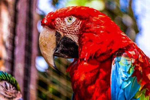 Closeup of head portrait of Red Macaw or Ara cockatoos parrot in zoo