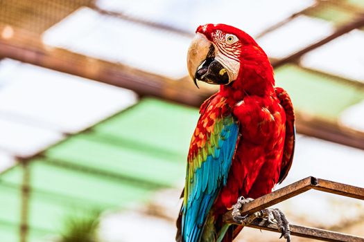 Red Macaw or Ara cockatoos parrot siting on metal perch