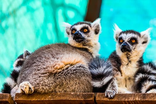 Lemurs family sitting on wood board planks surface in zoo