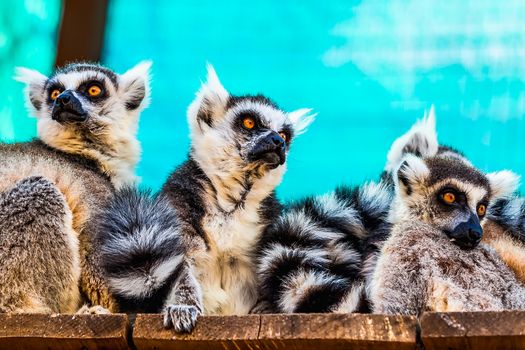 Lemurs family on the wood board planks surface