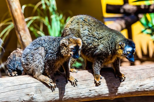 Lemurs sitting on wood in zoo