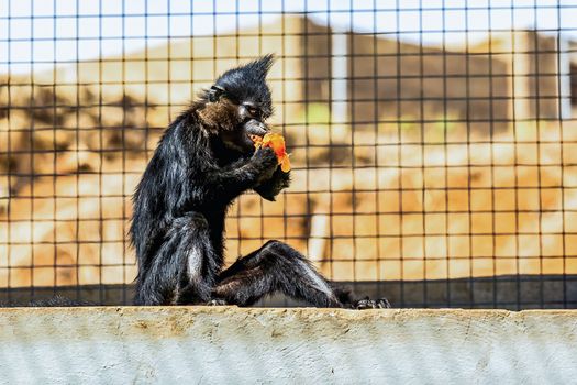 Black monkey eating orange and sitting on stone in zoo cell