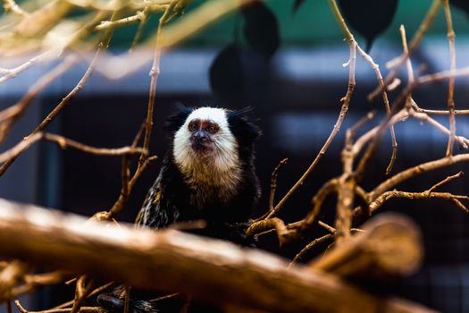 Monkey white-faced capuchin or titi de cara blanca sitting on wood in zoo