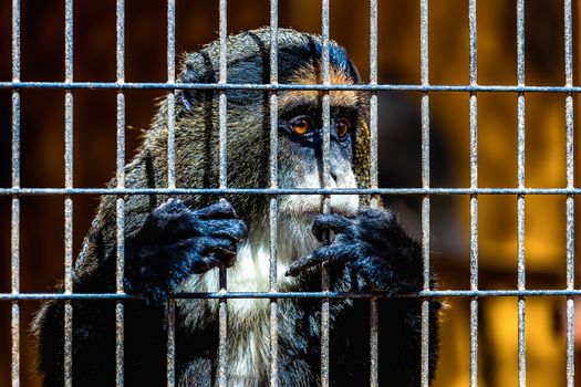 Monkey looking through zoo cell grille