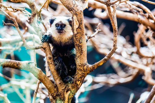 Monkey white-faced capuchin or titi de cara blanca sitting on branch tree in zoo