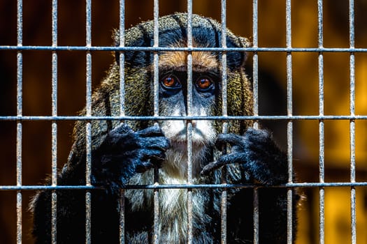 Monkey looking through zoo cell grille