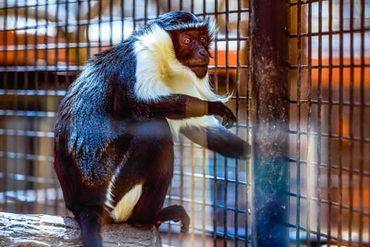 Monkey sitting on wood log in zoo cel