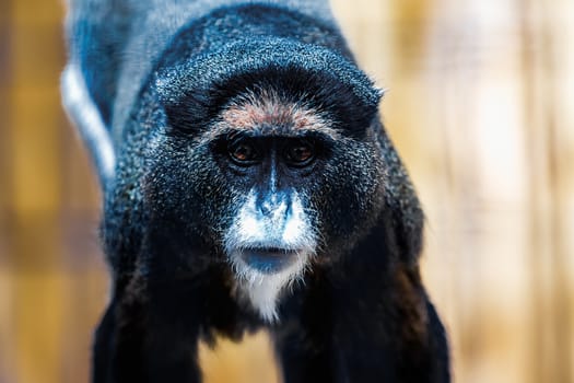 Black monkey with white muzzle in zoo