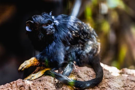 Black monkey red handed tamarin sitting on stone in zoo