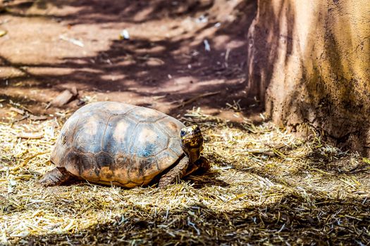 Turtle or tortoise on ground with straw or dry grass