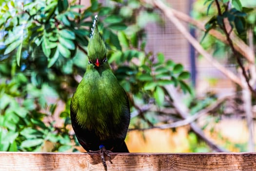 Green parrot siting on wooden perch in zoo