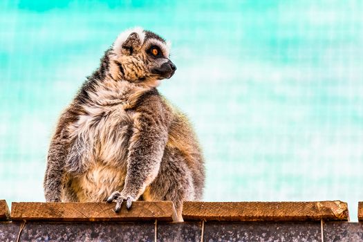 Fatty funny lemur with a big belly sitting on the wood board planks in zoo on turquoise background