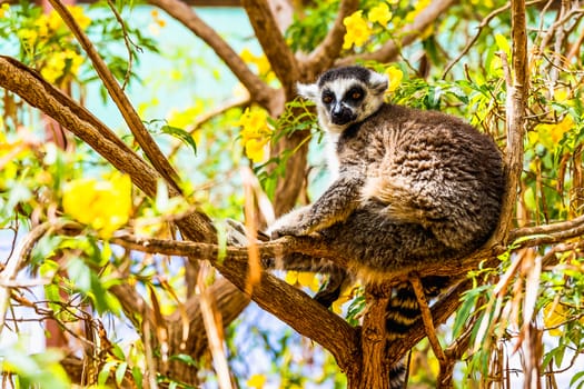 Lemur sitting on tree branches in zoo