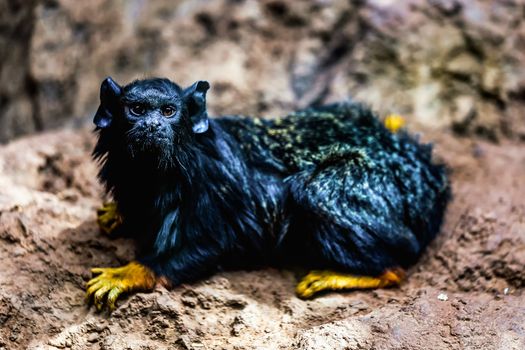 Black monkey red handed tamarin sitting on stone
