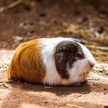 Guinea pig or hamster on the ground