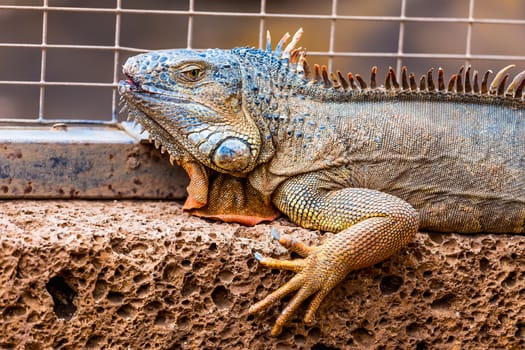 Iguana or lizard on stone in cell in zoo
