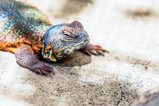 Lizard or lacertian reptile sitting on the ground