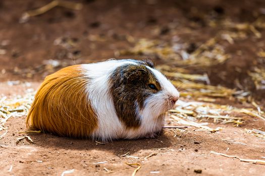 Guinea pig or hamster on the ground