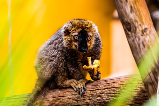 Lemur sitting on tree branches in zoo