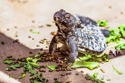 Lizard or lacertian reptile sitting on the ground