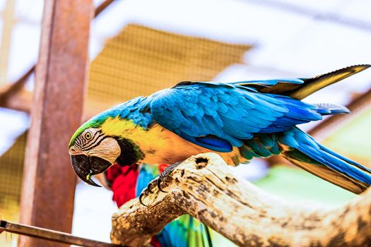 Blue and Gold or yellow Macaw parrot siting on wooden perch in zoo