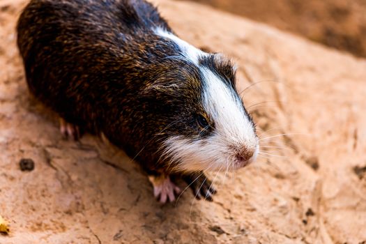 Guinea pig or hamster on stone