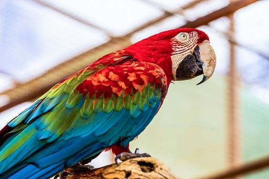 Red Macaw or Ara cockatoos parrot siting on wooden perch in zoo