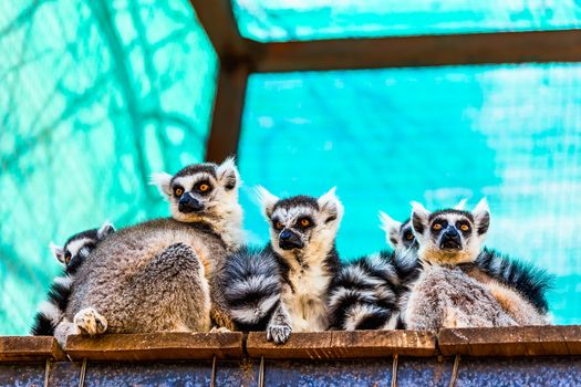 Lemurs family on wood board planks surface in zoo