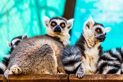 Lemurs sitting on wood board planks surface in zoo
