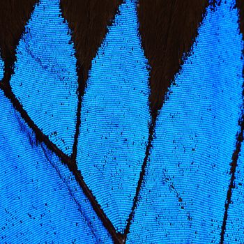 Blue butterfly wing, nature pattern texture background