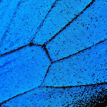 Blue butterfly wing, nature pattern texture background