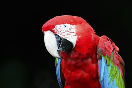 Beautiful parrot bird, Greenwinged Macaw, isolated on black background, head profile