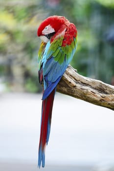 Beautiful parrot bird, Greenwinged Macaw, standing on the log, back profile