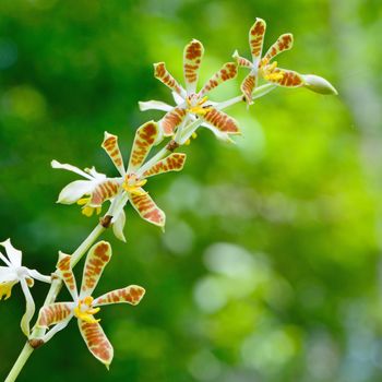 Yellow and brown orchid flower, Staurochilus dawsonianus on green nature background