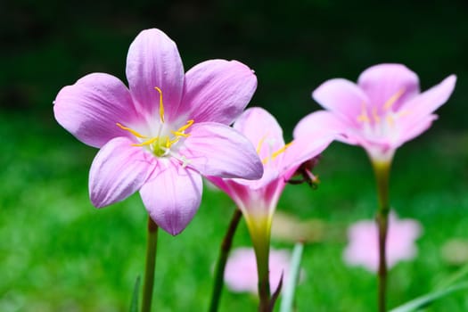 Zephyranthes Lily, Rain Lily, Fairy Lily, Little Witches on the spring season