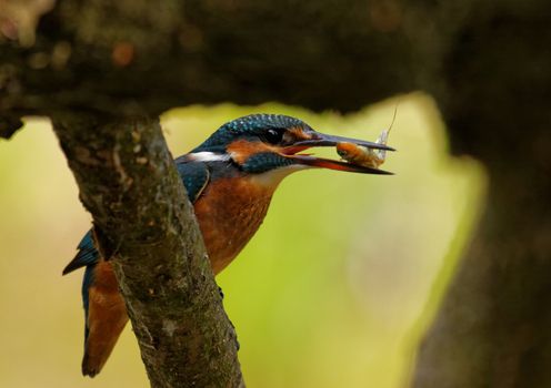 Poland in June.Common Kingfisher with caught fish is sitting on the branch of the felled tree.Close view