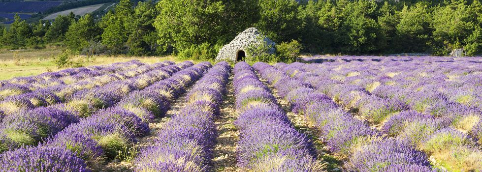 Panoramic view of Lavender field near Banon, France