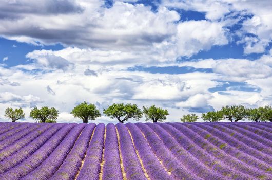 View of lavender field, France, Europe